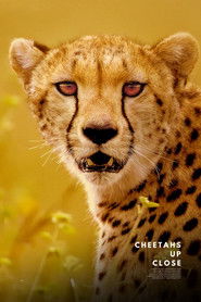 Cheetahs Up Close with Bertie Gregory