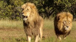 Rzeki Afryki: życie lub śmierć