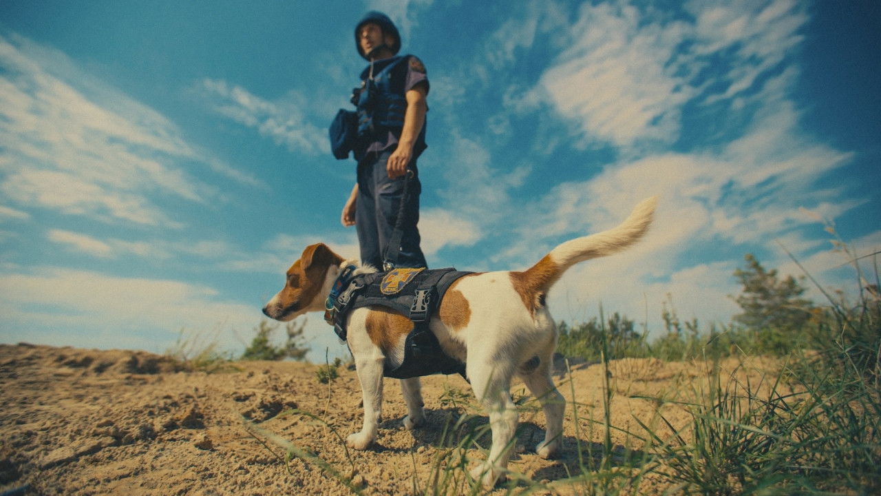 My, nasze zwierzęta i wojna