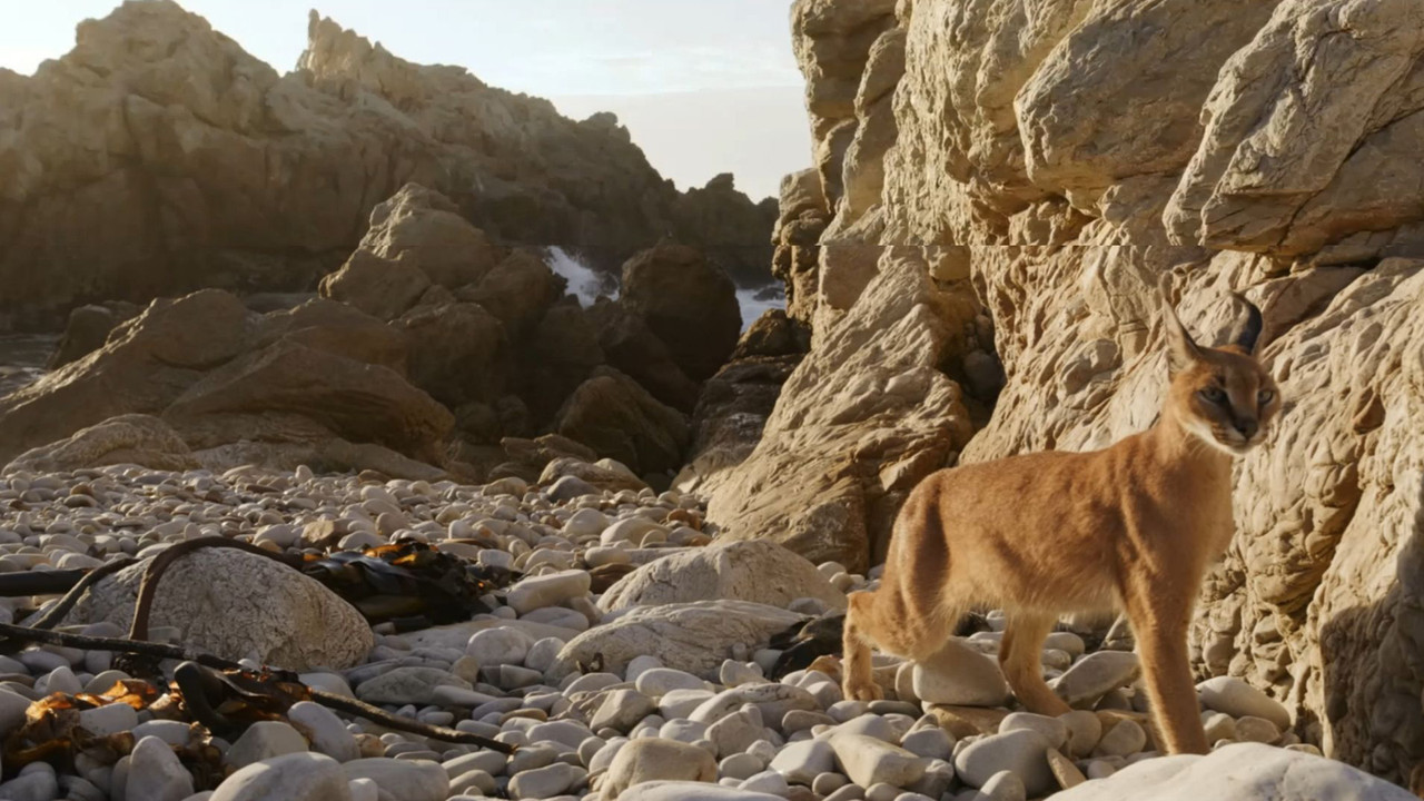 Caracal: La Société du chat solitaire