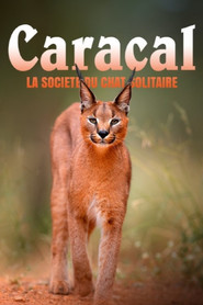 Caracal: La Société du chat solitaire